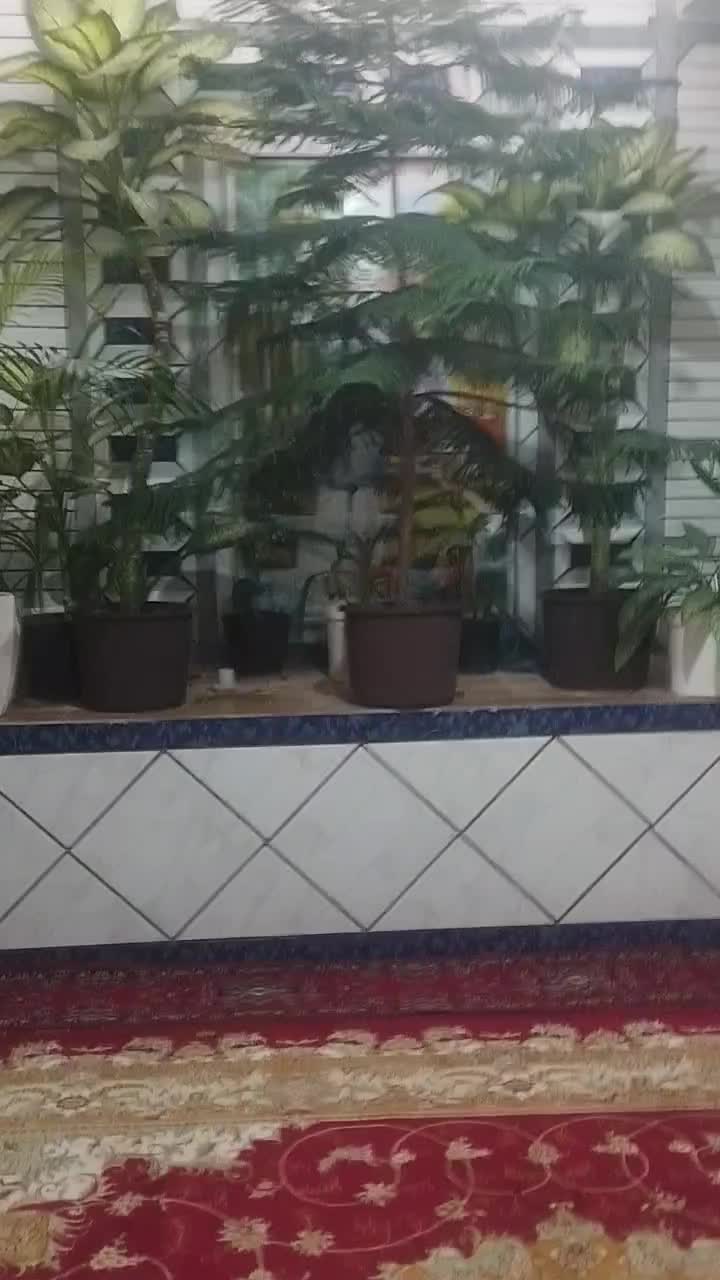 کاج مطبق نژاد خارجی|گل و گیاه طبیعی|کوه چنار, |دیوار