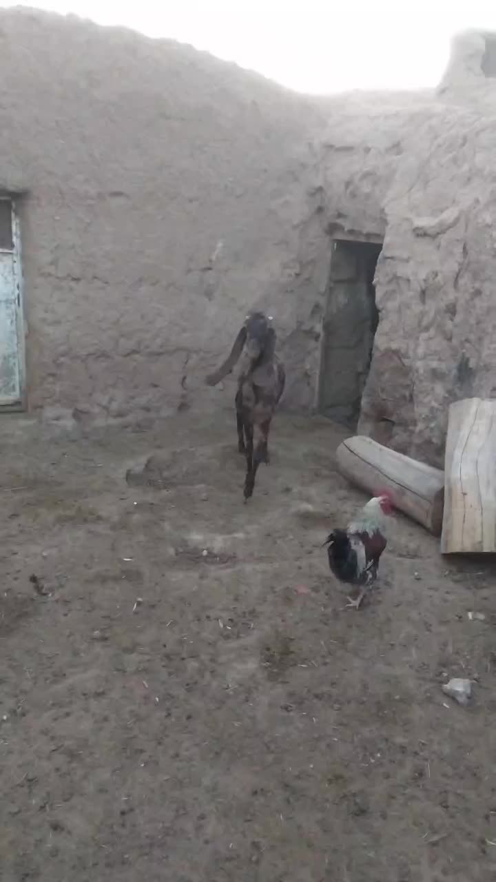 فروش سه بز پاکستانی|حیوانات مزرعه|خواف, |دیوار