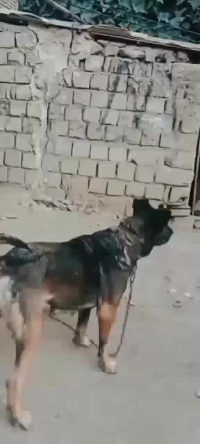 سرابی|سگ|بیله سوار, |دیوار