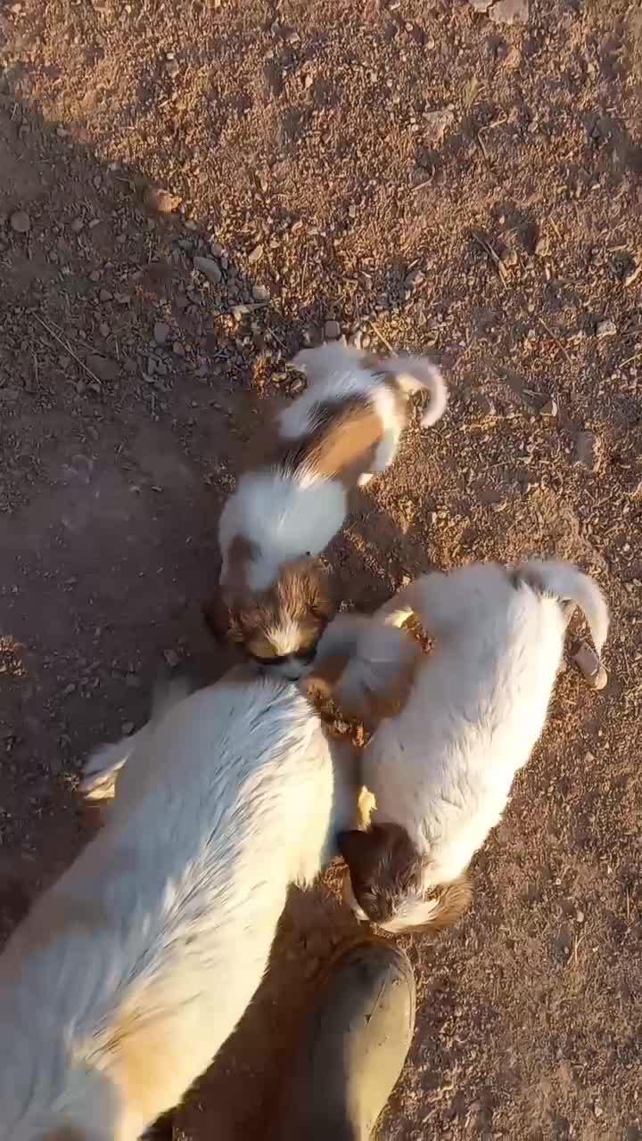 فروش توله پاپی|سگ|ساوه, |دیوار