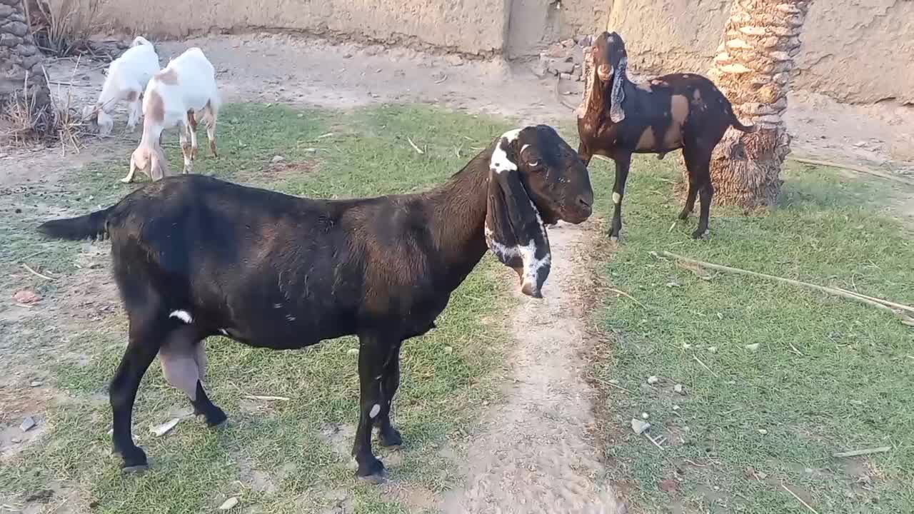 بزوپاچن اصل پنجاپ‌چشم سفید ودماغ طوطی وبزابستن|حیوانات مزرعه|سیب و سوران, |دیوار