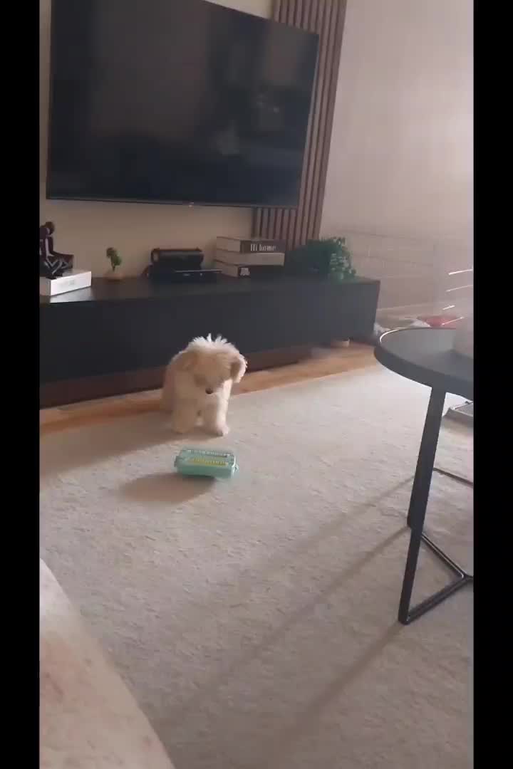 سگ پودل|سگ|تهران, پرستار|دیوار