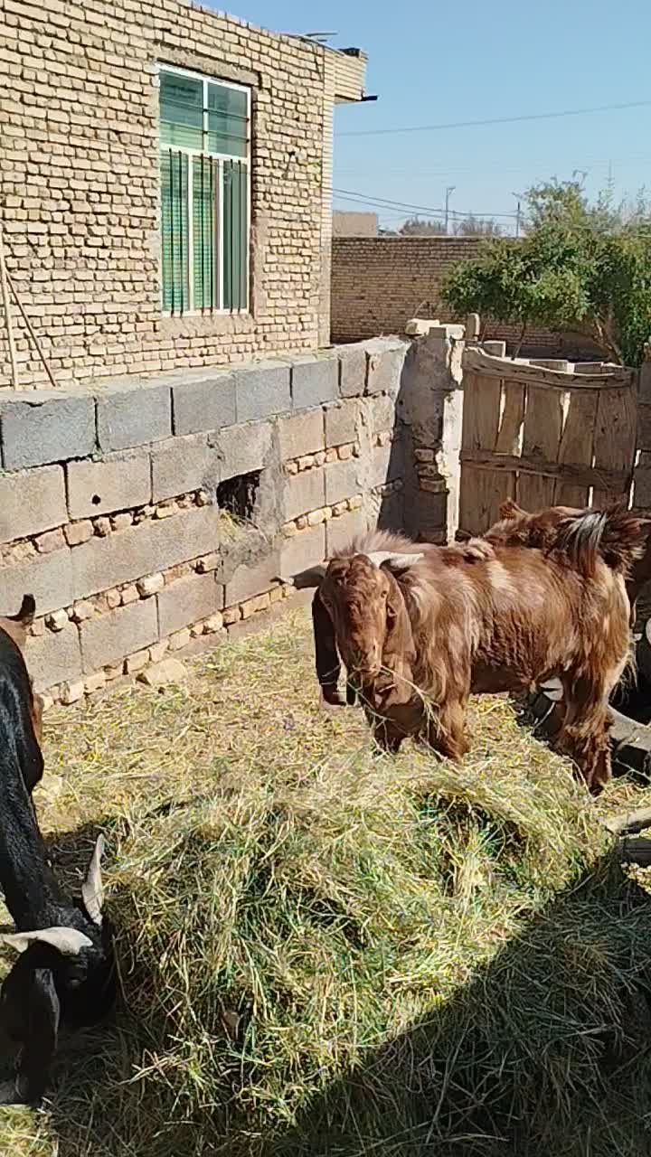 برو کهره داشتی شیرا|حیوانات مزرعه|کشکوئیه, |دیوار