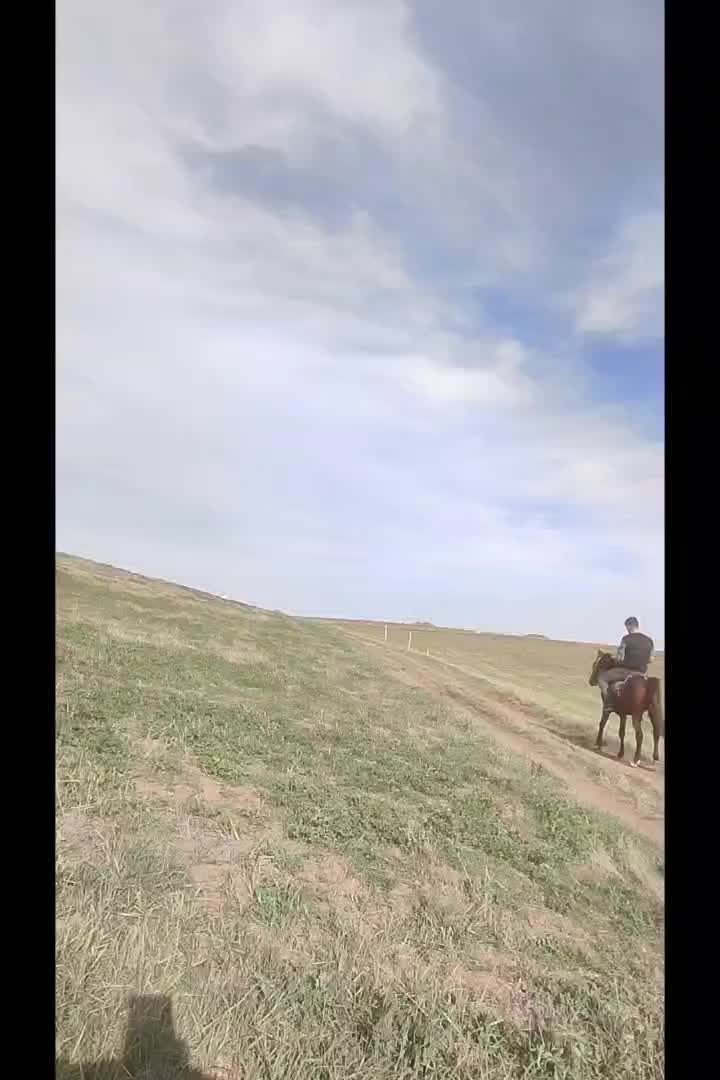 اسب|اسب و تجهیزات اسب‌سواری|مشگین شهر, |دیوار