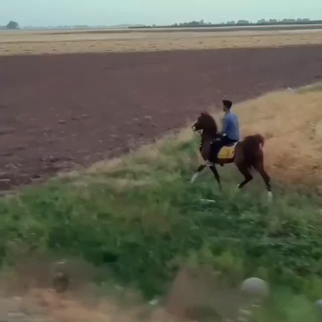 نریان سیلمی کره طوفان جنتیان&اسطوره مهتاب|اسب و تجهیزات اسبسواری|قزوین, |دیوار