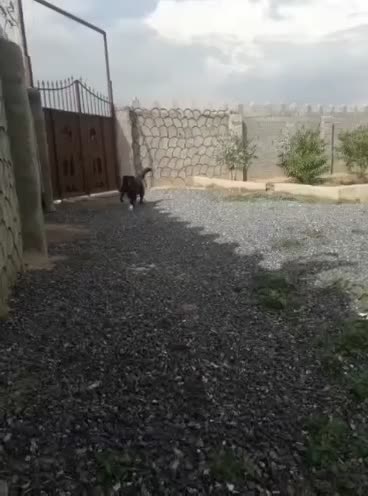 واگزاری سگ قدرجونی|سگ|فلاورجان, |دیوار