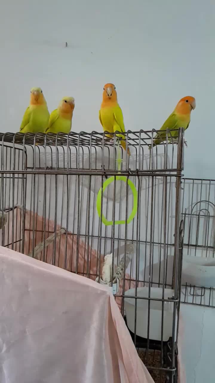 طوطی برزیلی اوپال اورجینال|پرنده|تهران, شمیران‌نو|دیوار