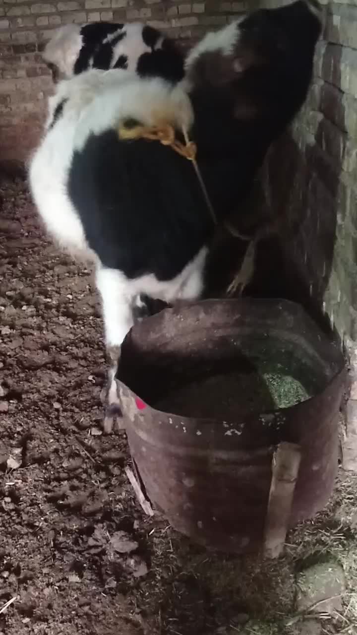 گوساله|حیوانات مزرعه|دوتپه, |دیوار