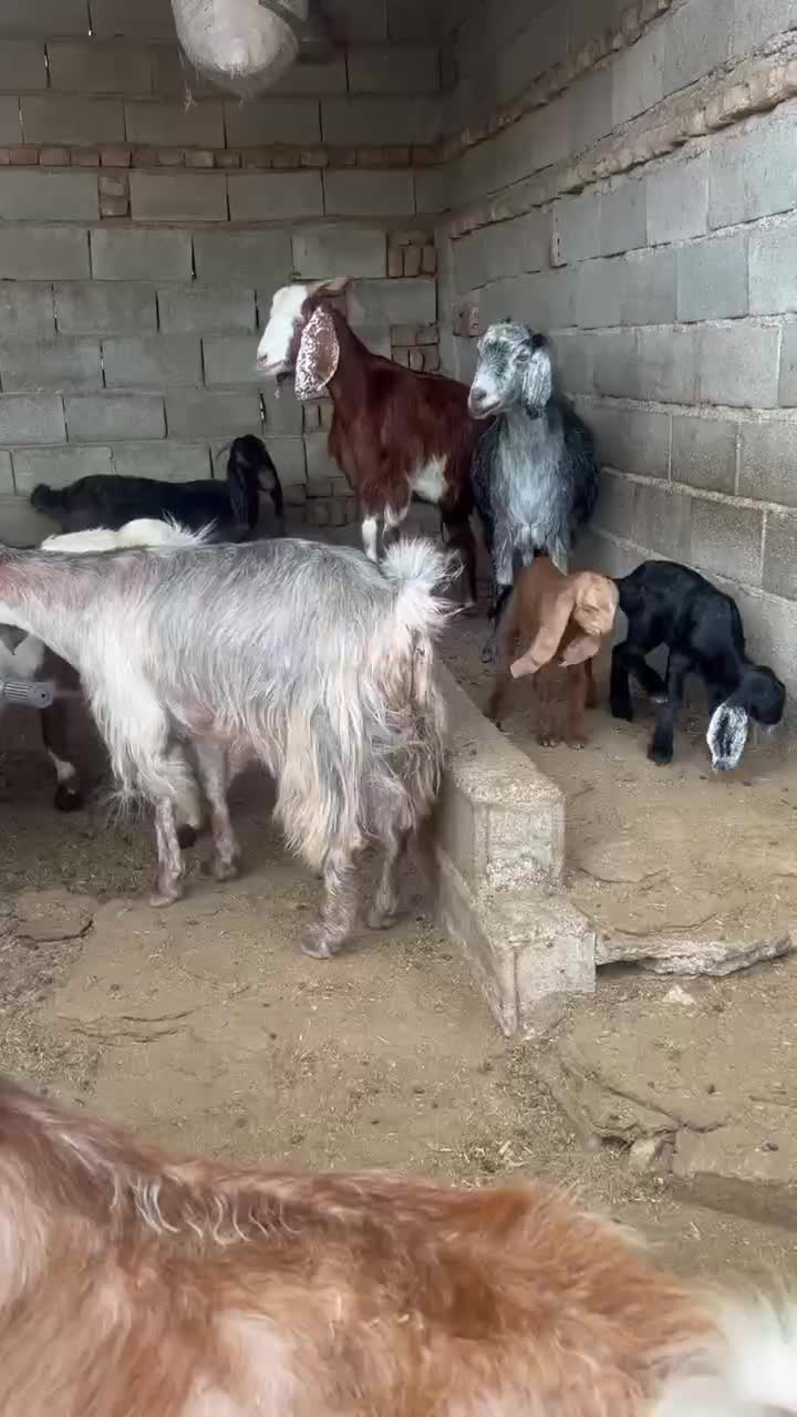 بز ابست|حیوانات مزرعه|گنبد کاووس, |دیوار