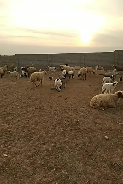 گوسفند بره قوچ گاو گاومیش بز|حیوانات مزرعه|کارون, |دیوار