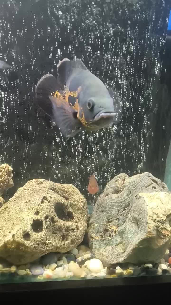 ماهی اسکار|ماهی|ملایر, |دیوار