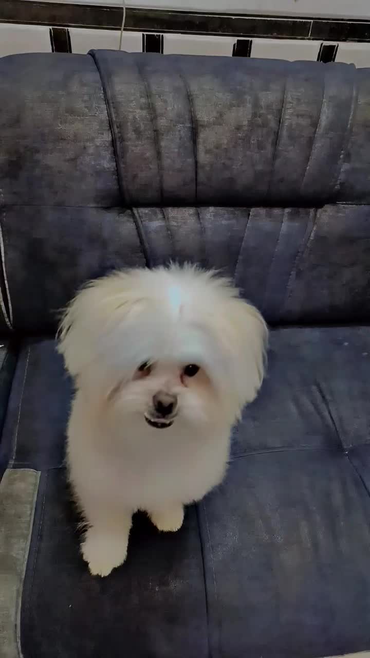 سگ نژاد مالتیز|سگ|خمینیشهر, |دیوار