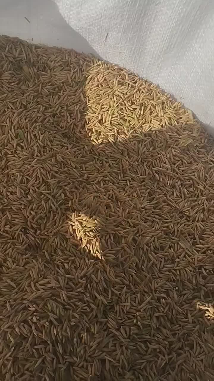 برنج طارم فجر|خوردنی و آشامیدنی|گرگان, |دیوار