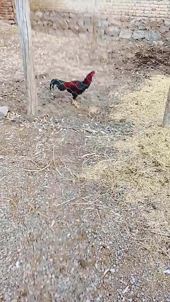 خروس|حیوانات مزرعه|خوی, |دیوار