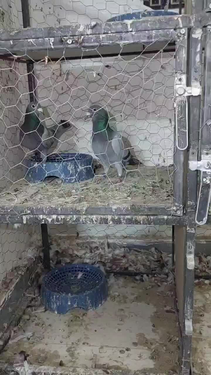 کفتر پلاکی مسافتی|پرنده|مشهد, شهرک مهرگان|دیوار