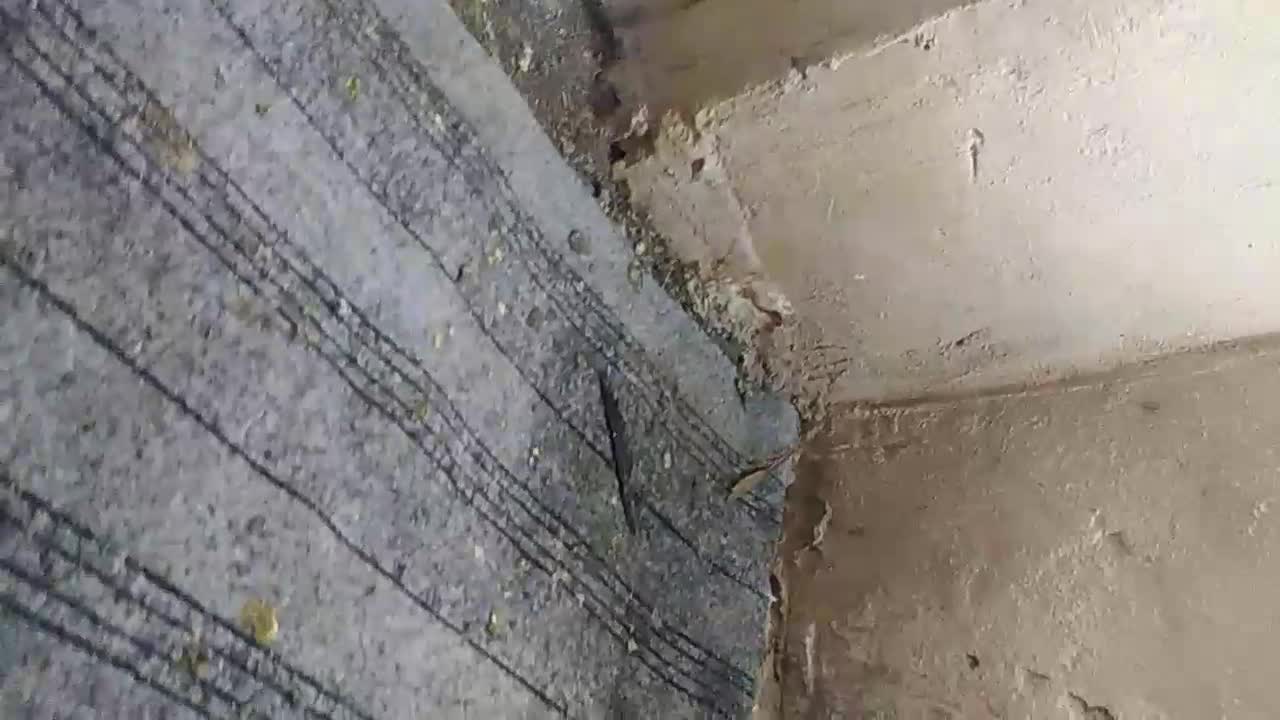 کفتر|پرنده|مشهد, ایثارگران|دیوار