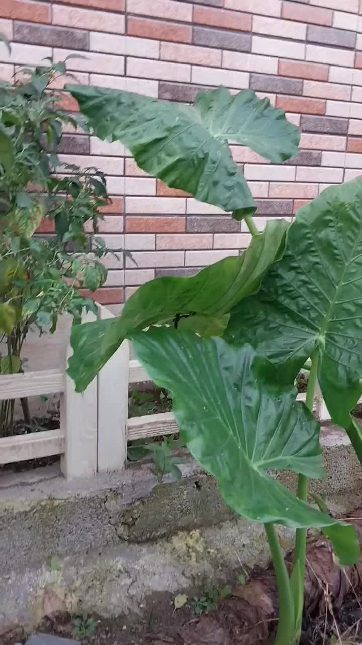 بابا آدم ۳تا بزرگ|گل و گیاه طبیعی|رشت, پیرکلاچای|دیوار