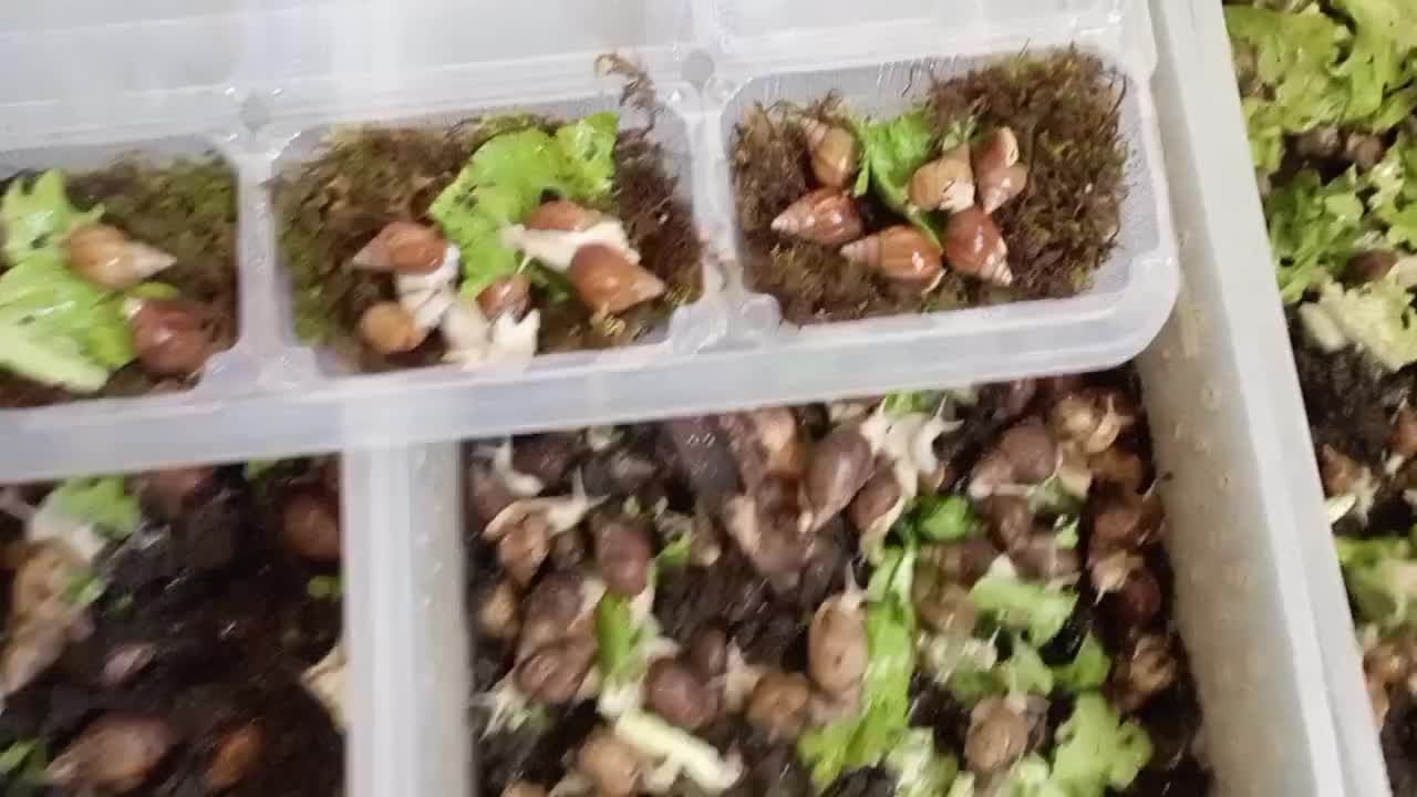 پک 5 عددی حلزون. مناسب پوست|خزنده|مشهد, ادیب نیشابوری (شهرک غرب)|دیوار