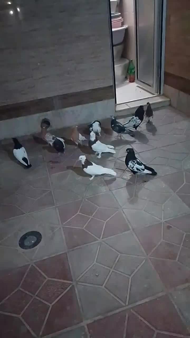 کبوتر فروشی جفتی|پرنده|شیراز, گچی|دیوار