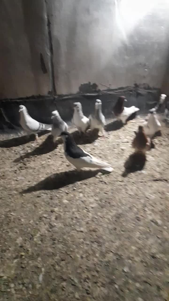 کبوتر پرشی|پرنده|تاکستان, |دیوار