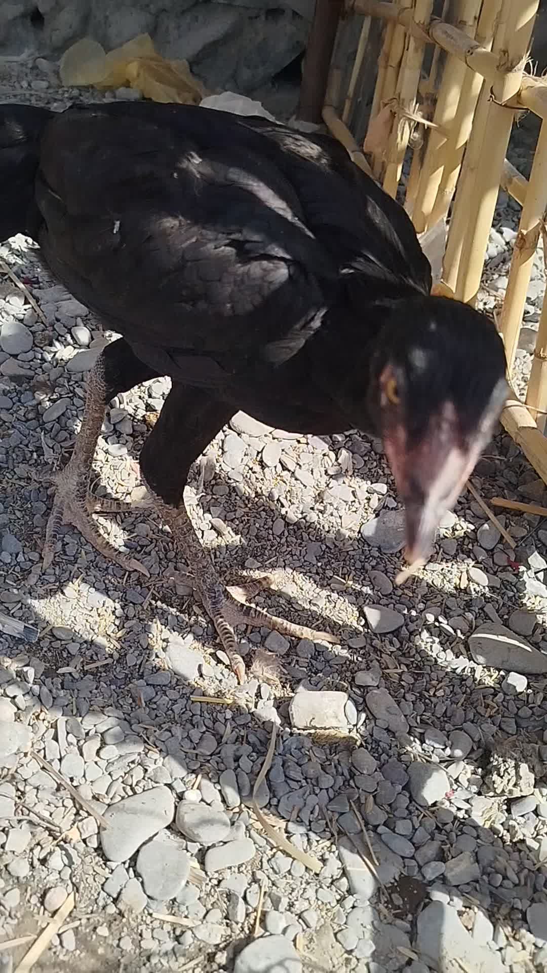 مرغ|حیوانات مزرعه|نیک شهر, |دیوار