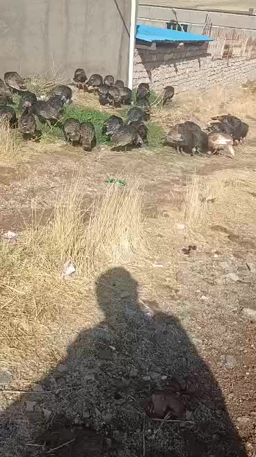 فروش ۳۵عدد بوقلمون|حیوانات مزرعه|مهاباد (آذربایجان غربی), |دیوار