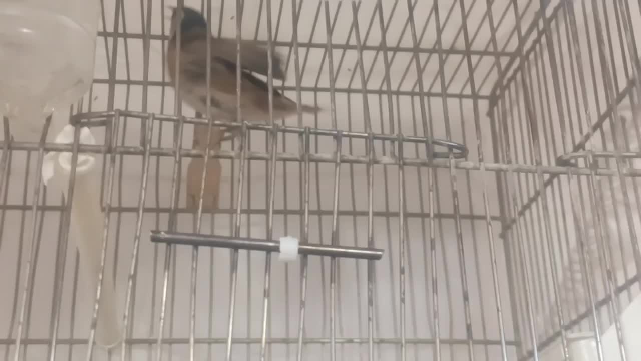 سهره فوری|پرنده|ساوه, |دیوار