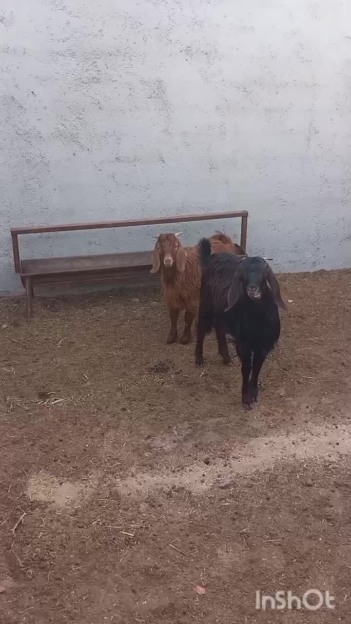 بزغاله نرو ماده|حیوانات مزرعه|شاهرود, |دیوار