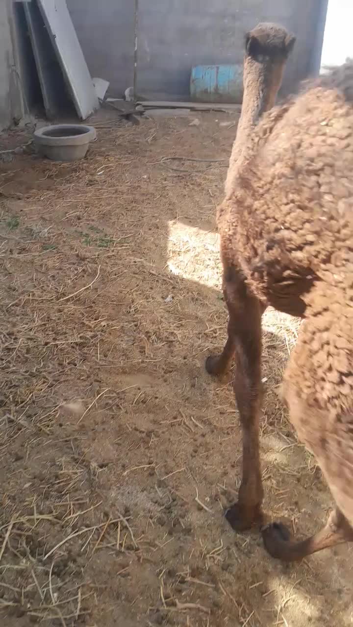 هاشی شتر بافق|حیوانات مزرعه|بافق, |دیوار