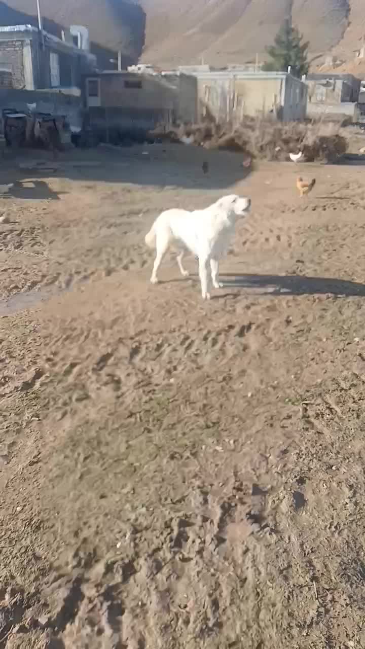 معاوضه|سگ|مانه, |دیوار