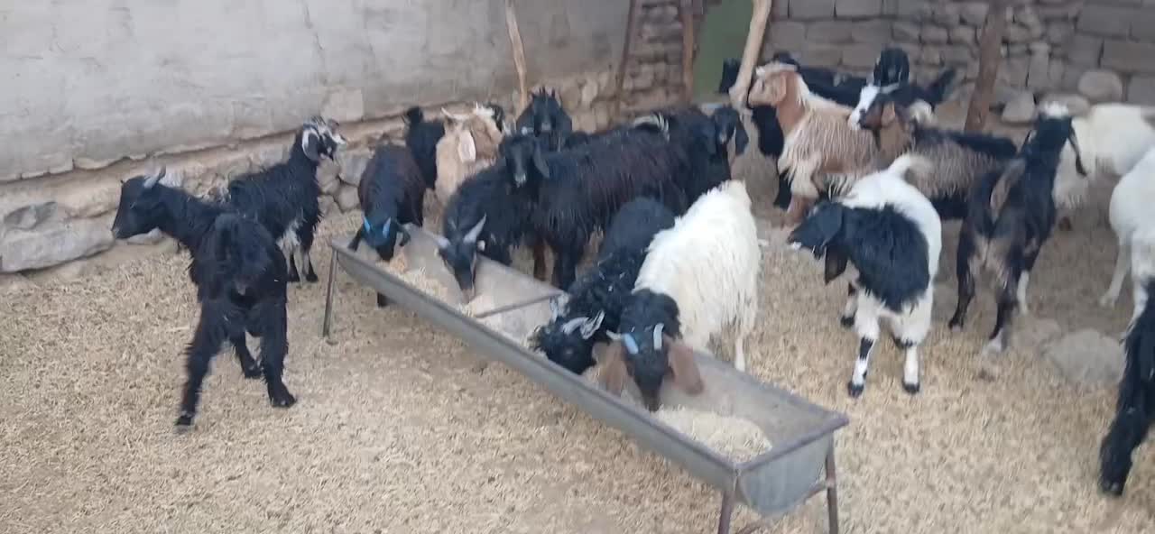 ۳۵راس بی|حیوانات مزرعه|ایلام, |دیوار