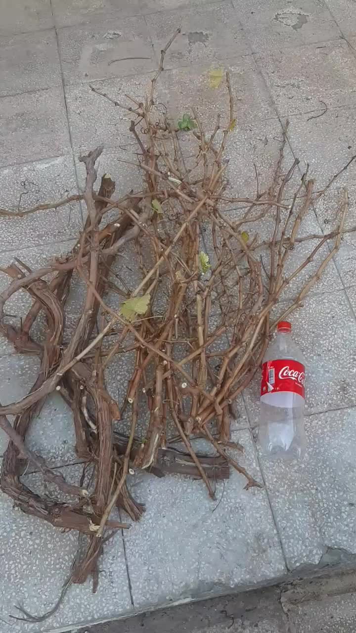 قلمه درخت انگور عسگر|گل و گیاه طبیعی|سبزوار, شرق کال میانی|دیوار