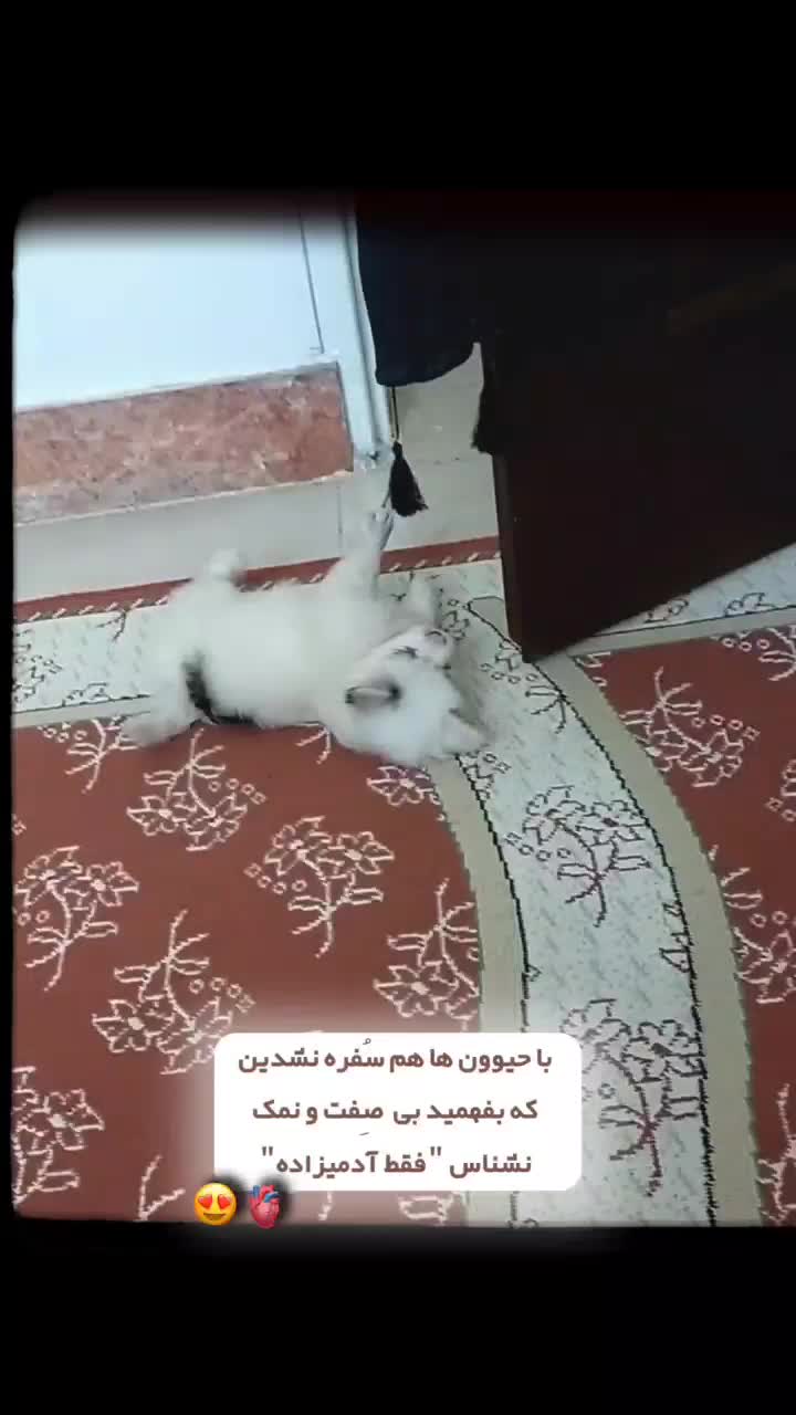 سگ عروسکی|سگ|قم, پردیسان|دیوار