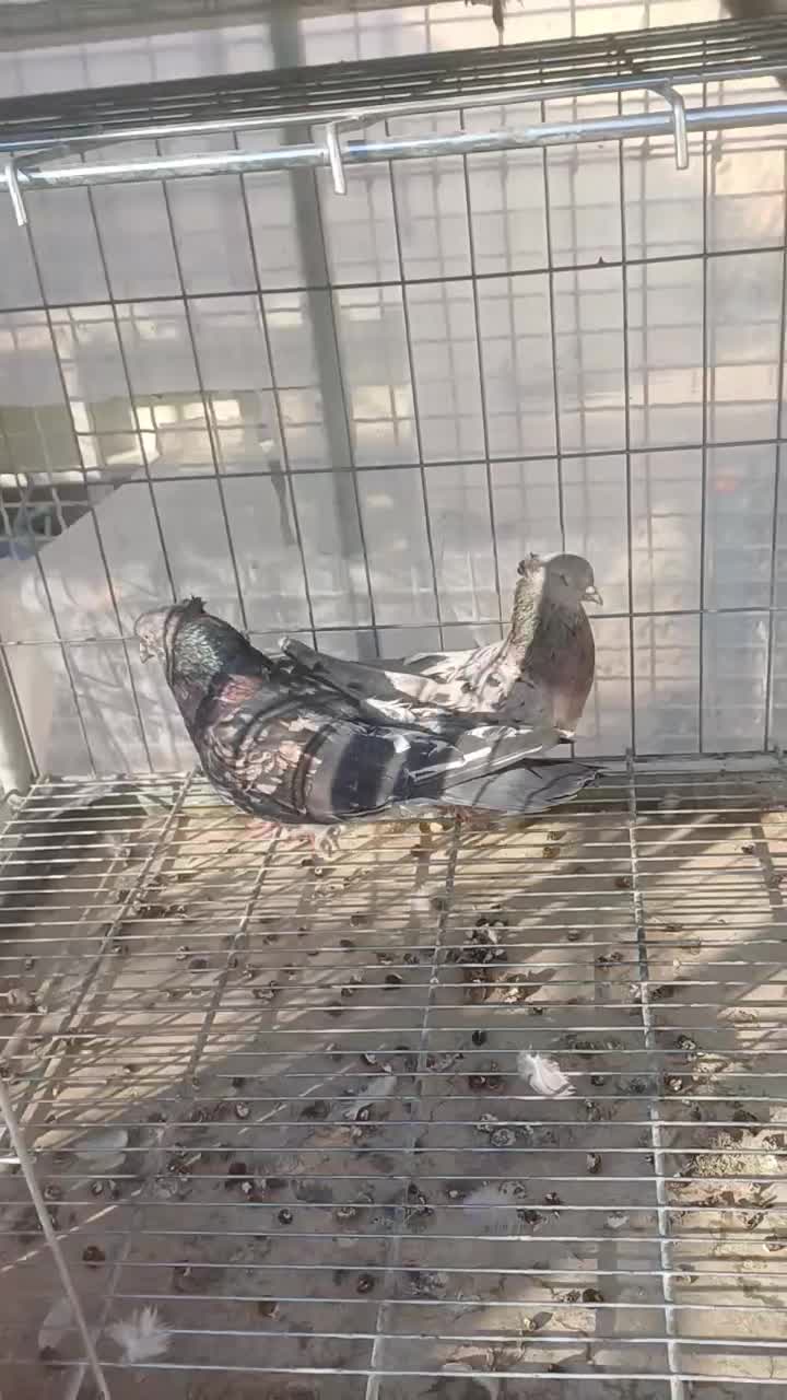 کبوتر|پرنده|خمینیشهر, |دیوار