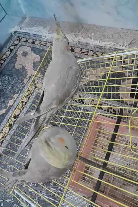 جوجه عروس هلندی سرلاکی|پرنده|خمینی‌شهر, |دیوار