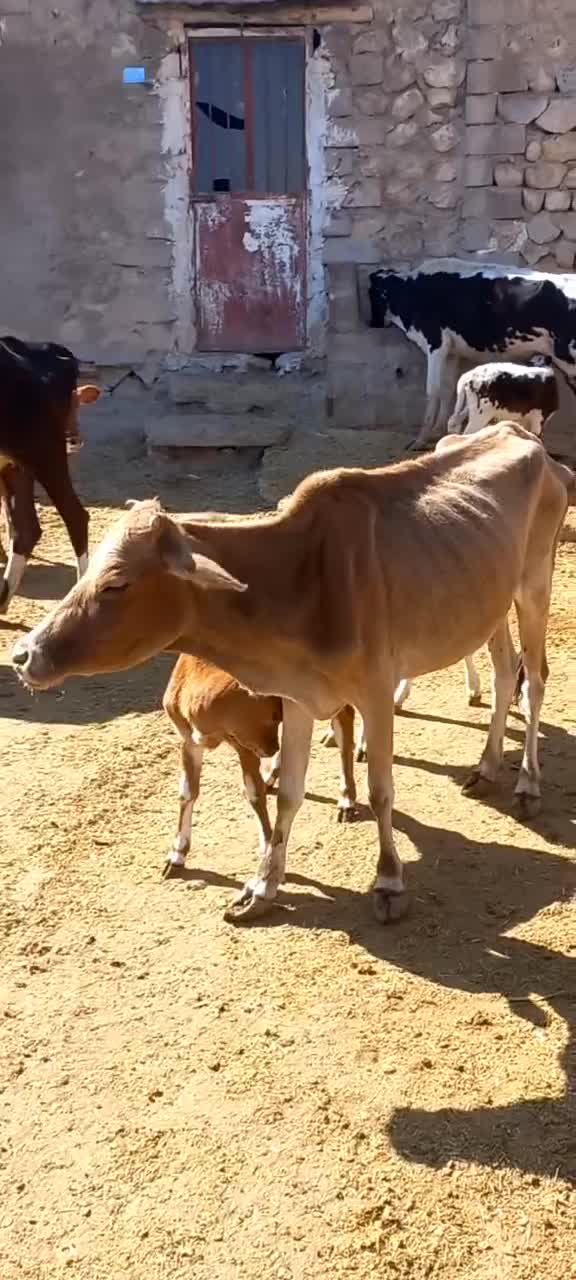 گاو وگوساله|حیوانات مزرعه|ابرکوه, |دیوار