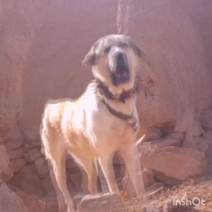سگ پژدر|سگ|چناران, |دیوار