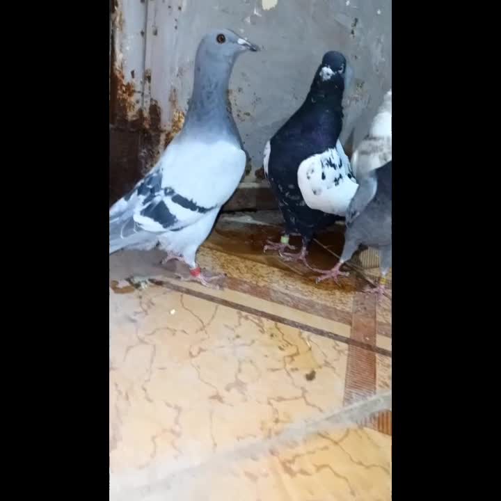 کبوتر7عددزدوخوردی نر ویک جفت ارشینگل|پرنده|سده (خراسان جنوبی), |دیوار