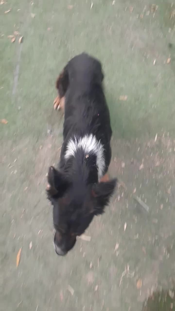 سگ ژرمن|سگ|شیراز, شریف‌آباد|دیوار