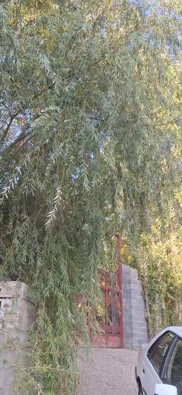 پژو‌۴۰۵|خودرو سواری و وانت|یاسوج, |دیوار