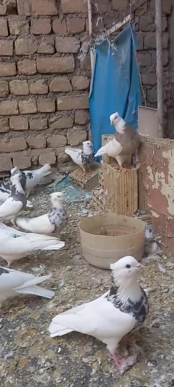 سی تا طوقی نر و ماده|پرنده|تهران, امام زاده حسن|دیوار