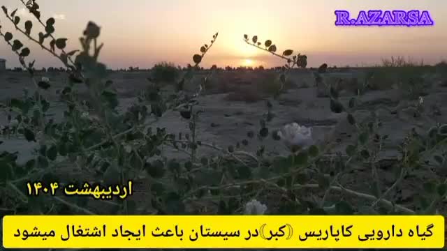 بذر کاپاریس یا کهورگ|گل و گیاه طبیعی|زابل, |دیوار