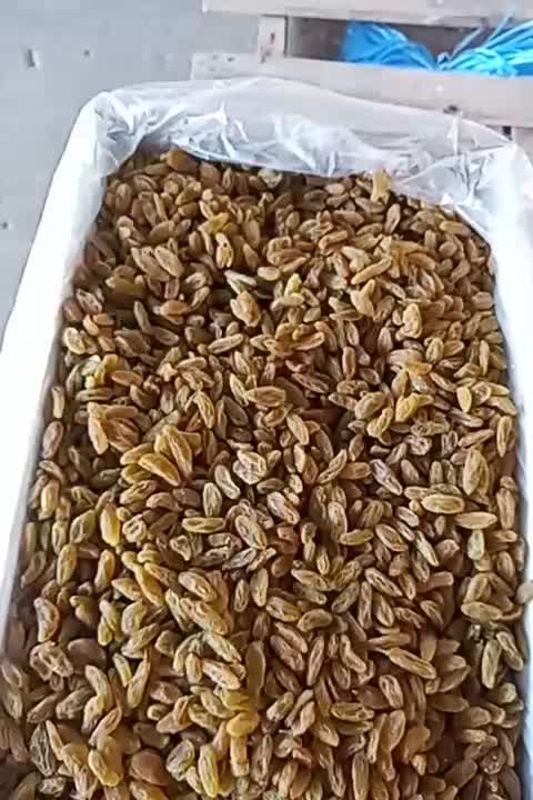 کشمش سبز امساله|خوردنی و آشامیدنی|کرج, نوروزآباد|دیوار