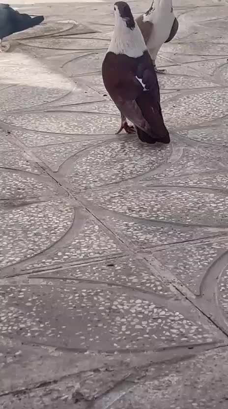 کبوتر عطیقه|پرنده|تربت‌حیدریه, باغ ملی|دیوار