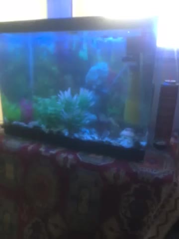 اکواریوم با تمام لوازم و ۲۰ تا ماهی|ماهی|مشهد, آزادشهر|دیوار