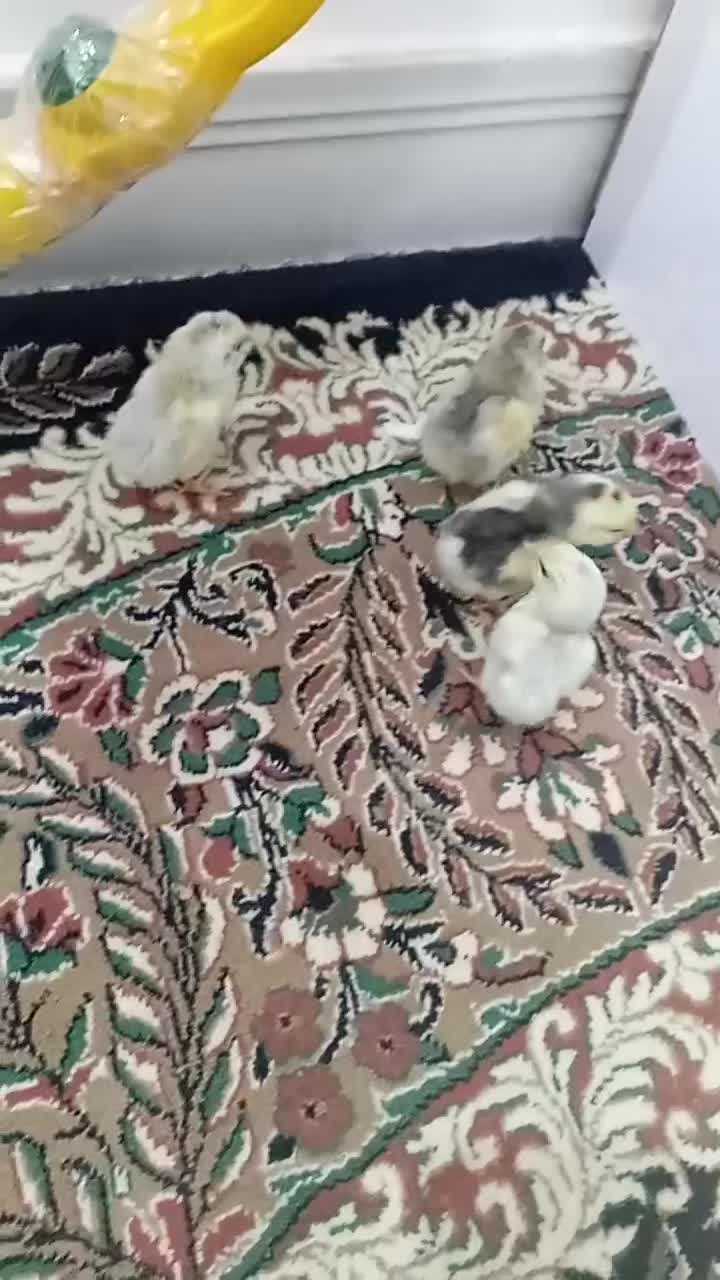 جوجه پنگوئنی طوسی درجه یک|حیوانات مزرعه|بیرجند, |دیوار