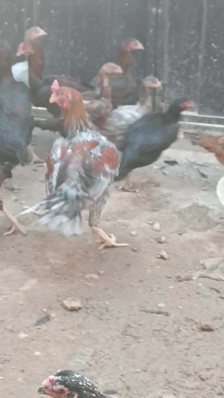 خروس و جوجه لاری|حیوانات مزرعه|تبریز, |دیوار