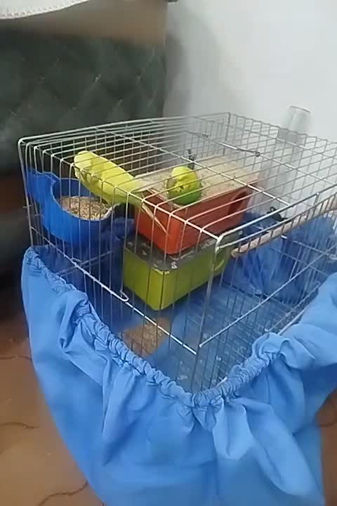 مرغ عشق|پرنده|جوانرود, |دیوار