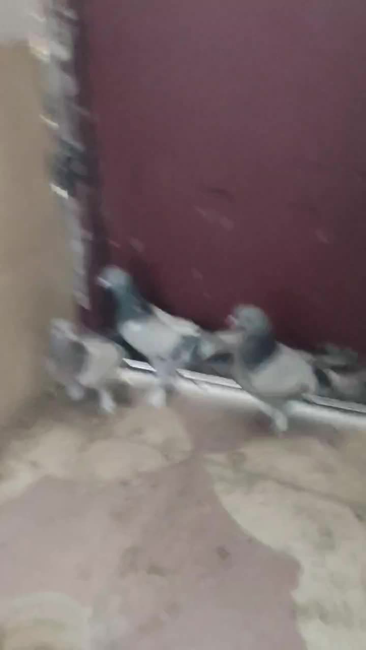 کفتر سبز سوسنی بازیکن|پرنده|شیراز, کوشک میدان|دیوار