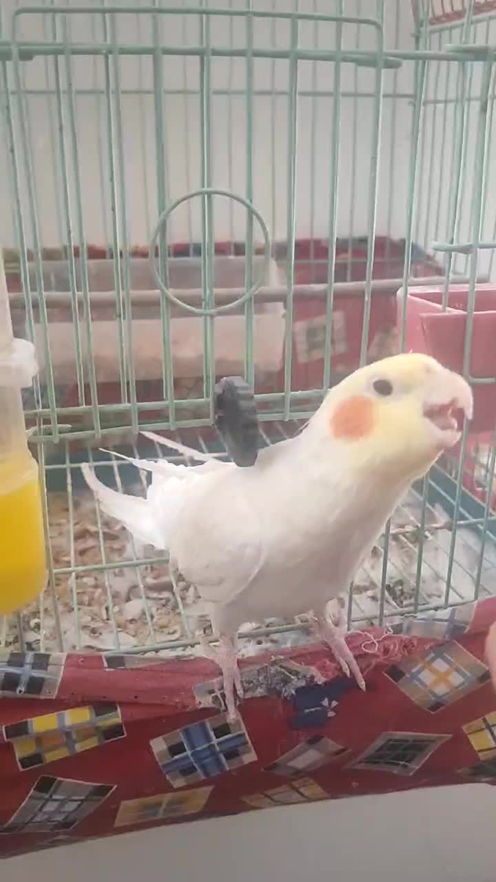 عروس هلندی لوتینو فروش فوری|پرنده|سراب, |دیوار